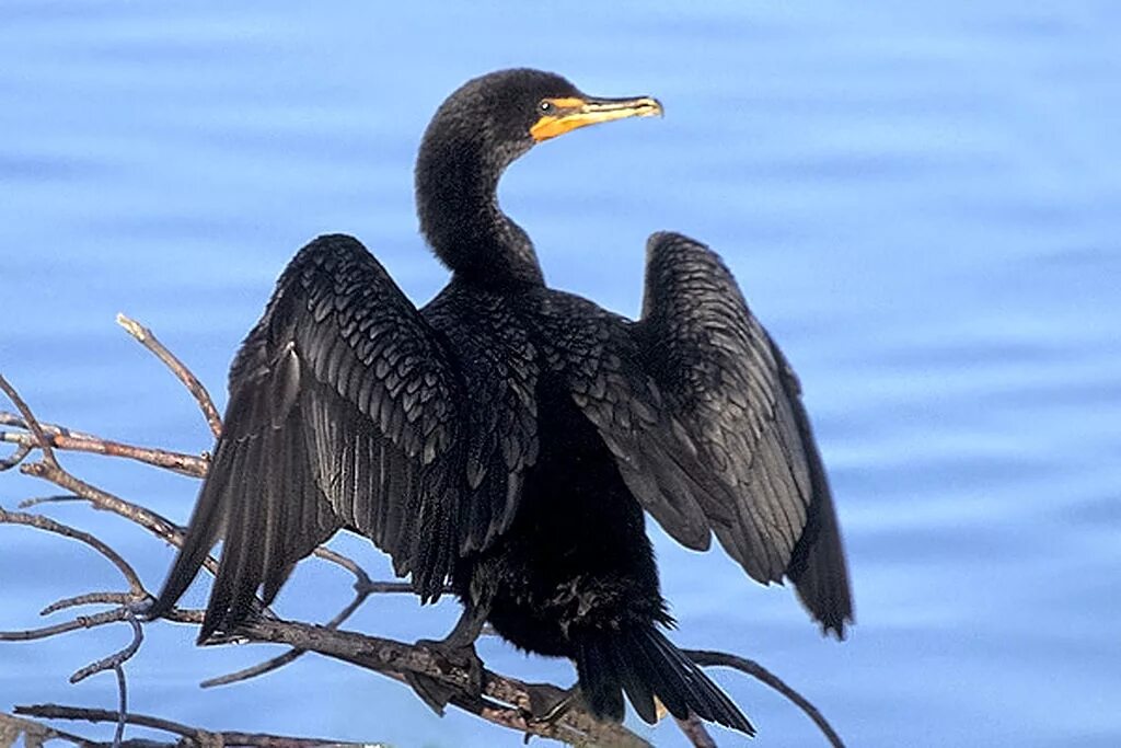 Птица боклан фото Double-crested Cormorant NatureRules1 Wiki Fandom