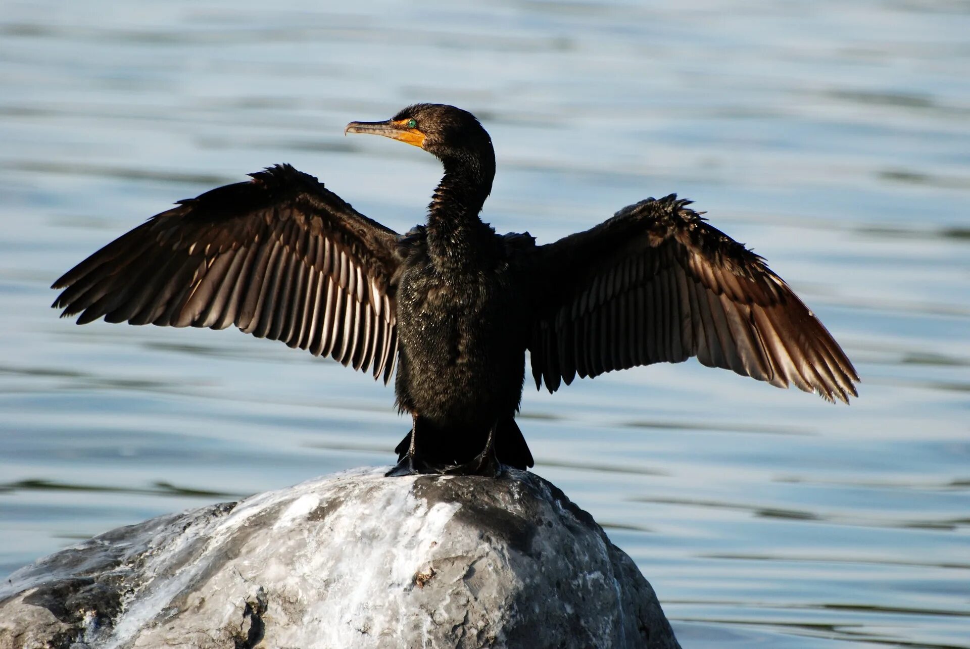 Птица боклан фото Challenge the Killing of Thousands of Cormorants - Animal Legal Defense Fund