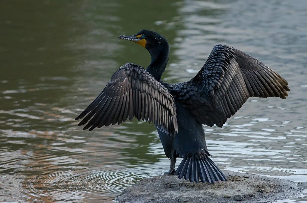 Птица боклан фото Double-crested Cormorant Double-crested Cormorant in the l. Flickr