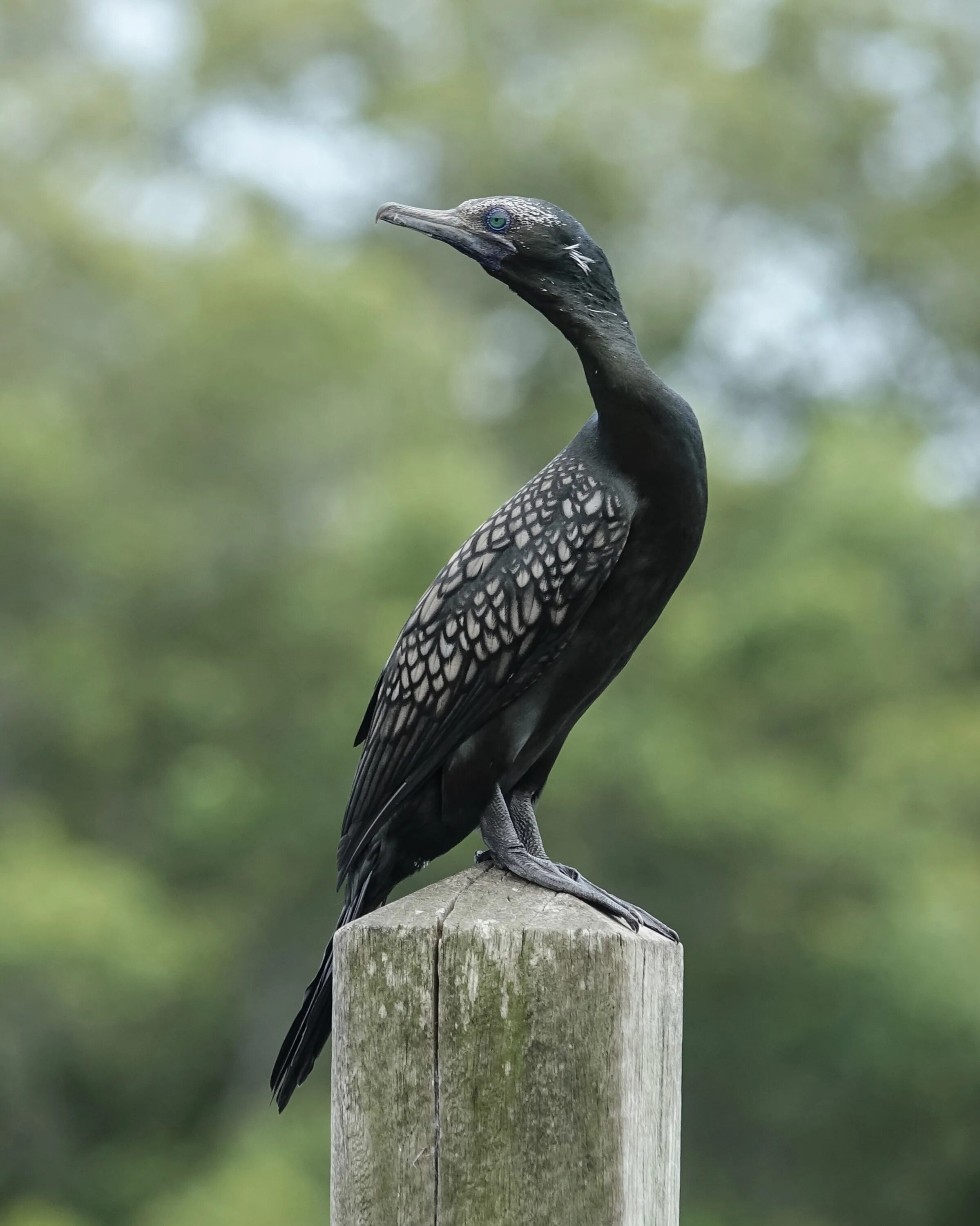 Птица боклан фото Файл:Little Black Cormorant (32295396655).jpg - Википедия