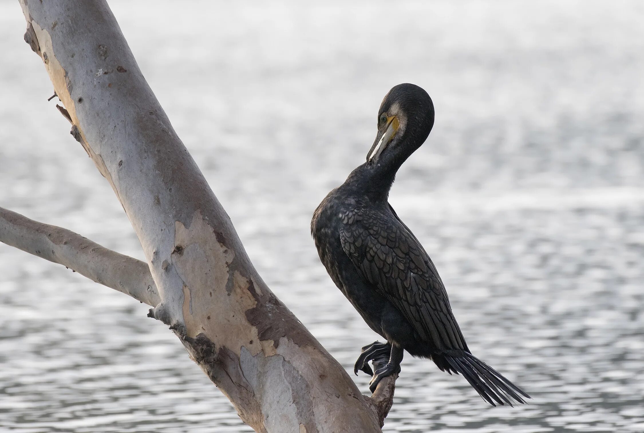 Птица боклан фото File:Great Cormorant - Phalacrocorax carbo, Adana 2016-10-30 01-1.jpg - Wikimedi