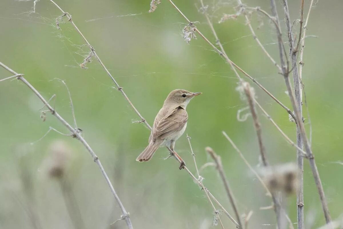 Птица бормотушка фото Booted Warbler (Hippolais caligata). Birds of Siberia.