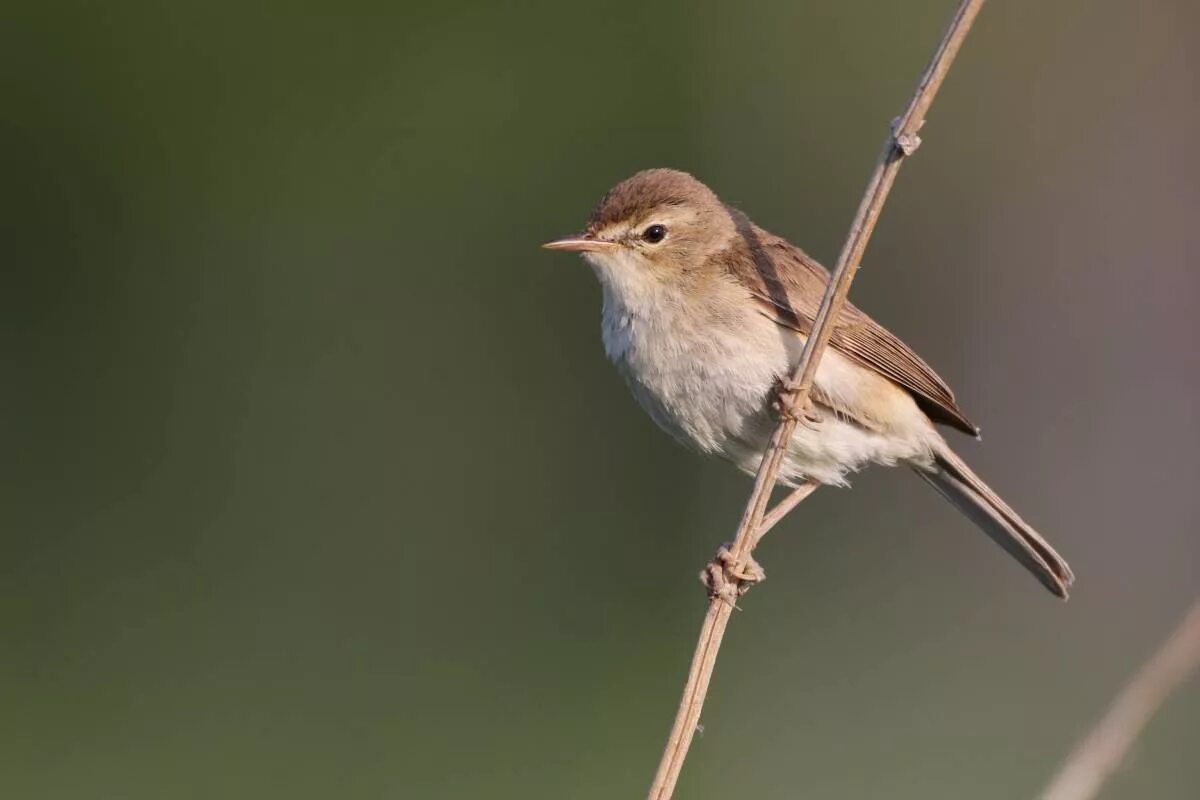 Птица бормотушка фото Booted Warbler (Hippolais caligata). Birds of Siberia.