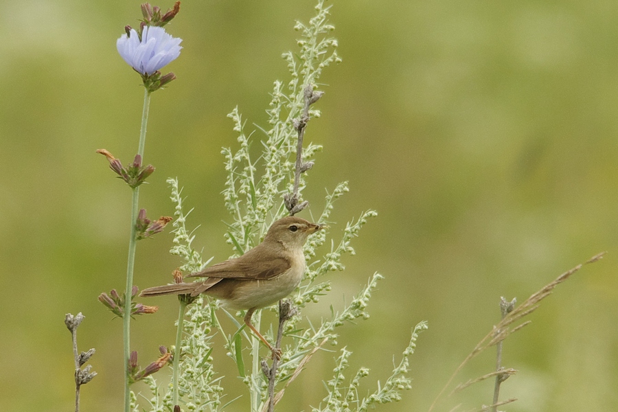 Птица бормотушка фото Booted Warbler (Hippolais caligata). Birds of Siberia.