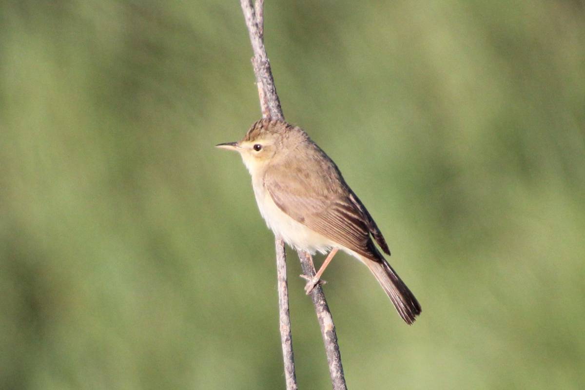 Птица бормотушка фото Booted Warbler (Hippolais caligata). Birds of Siberia.