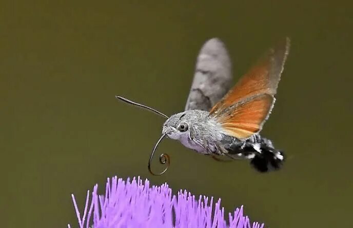 Птица бражник фото Pin by Everson Ligot on Borboletas Hawk moth, Hummingbird moth, Moth facts