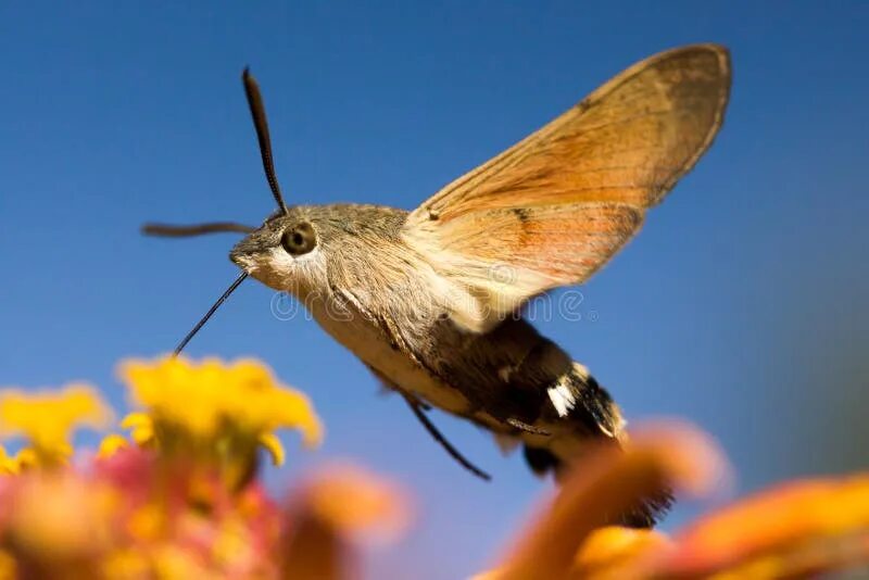 Птица бражник фото Flying moth stock photo. Image of moth, wildlife, wing - 27262754