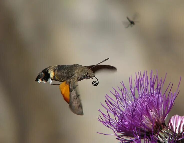 Птица бражник фото Macro - Hummingbird Hawk Moth in 2023 Hawk moth, Hummingbird moth, Moth