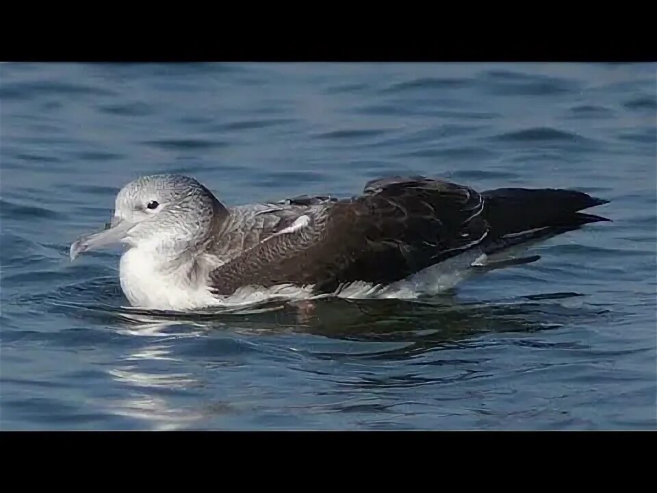 Птица буревестник фото и описание Streaked shearwater (Calonectris leucomelas) foraging flock viewed from shore - 