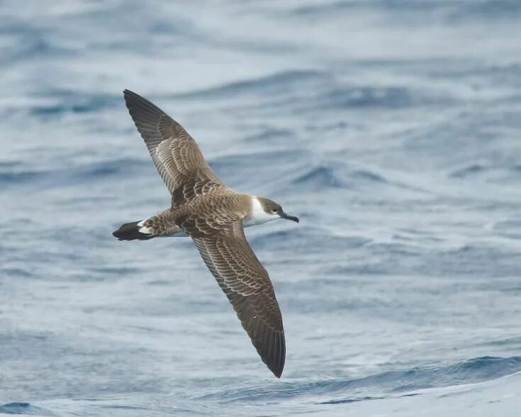 Птица буревестник фото и описание Малый буревестник Animals, Bird