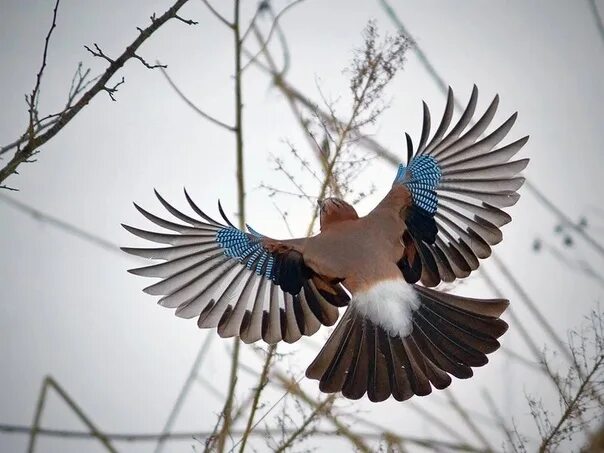 Птица часа фото December 11 - in Russia, a bird was honored with a jay-beast. This bird on the w