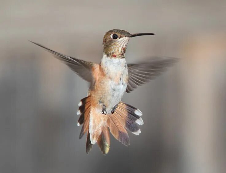 Птица часа фото A perfect shot of beautiful bird Humming bird feeders, Birds bees butterflies, B