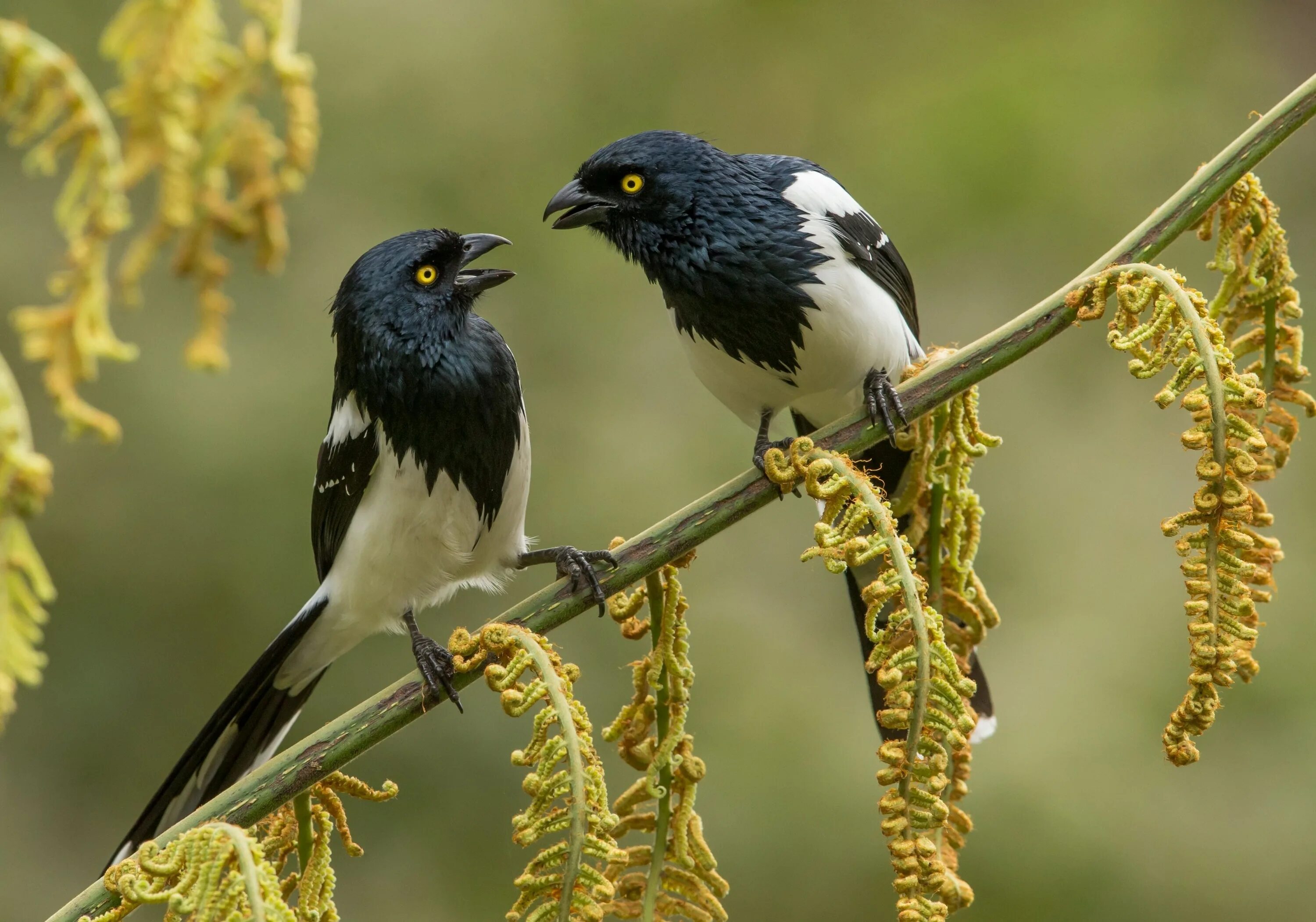 Птица часа фото Magpie Tanagers Image National Geographic Your Shot Photo of the Day