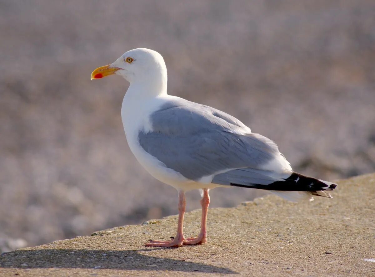 Птица чайка фото описание Free Images : sea, coast, sky, seabird, seagull, beak, port, fauna, plumage, bir