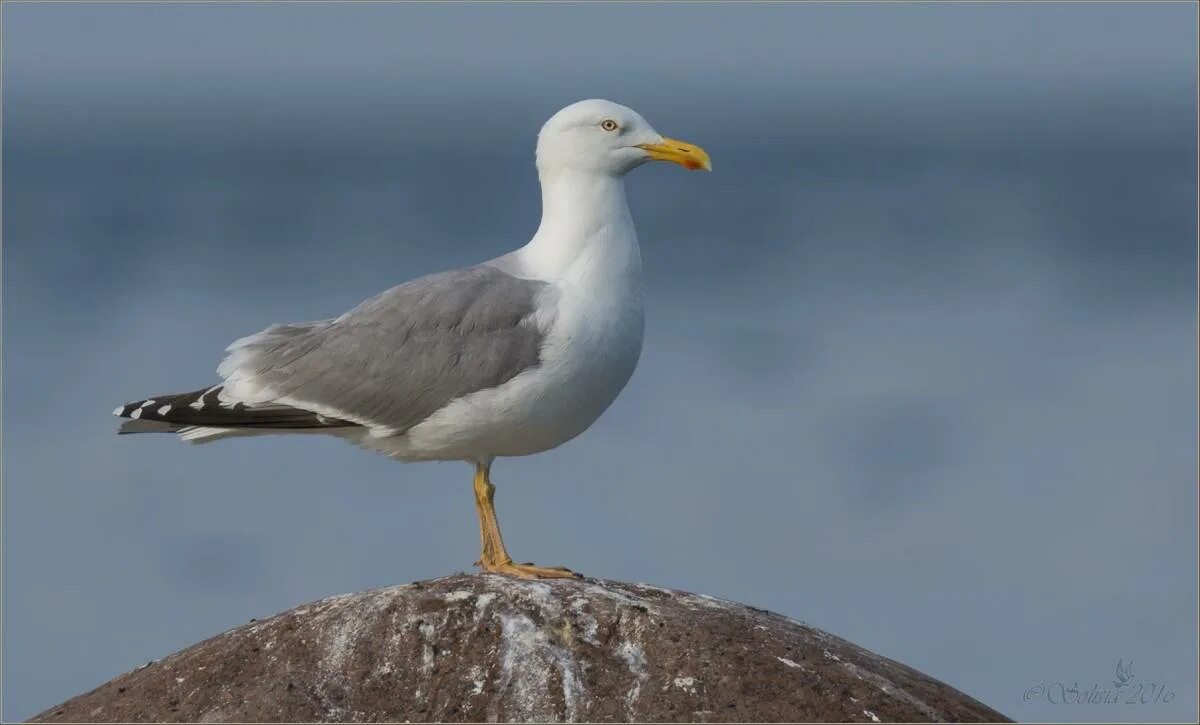 Птица чайка фото описание Larus argentatus