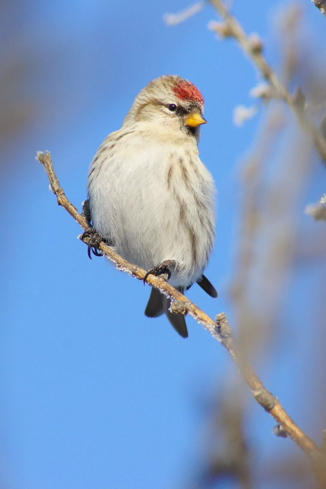 Птица чечетка фото и описание Common Redpoll (Acanthis flammea). Birds of Siberia.