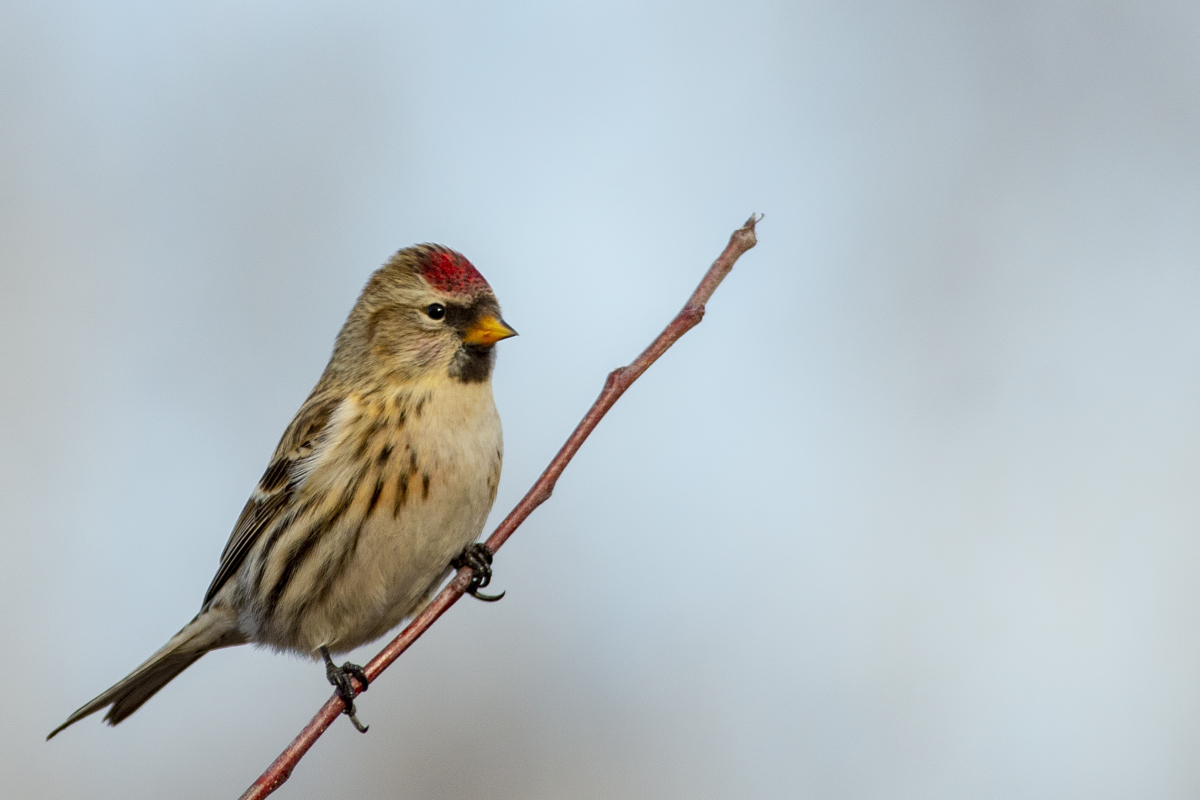 Птица чечетка фото и описание Common Redpoll (Acanthis flammea). Birds of Siberia.