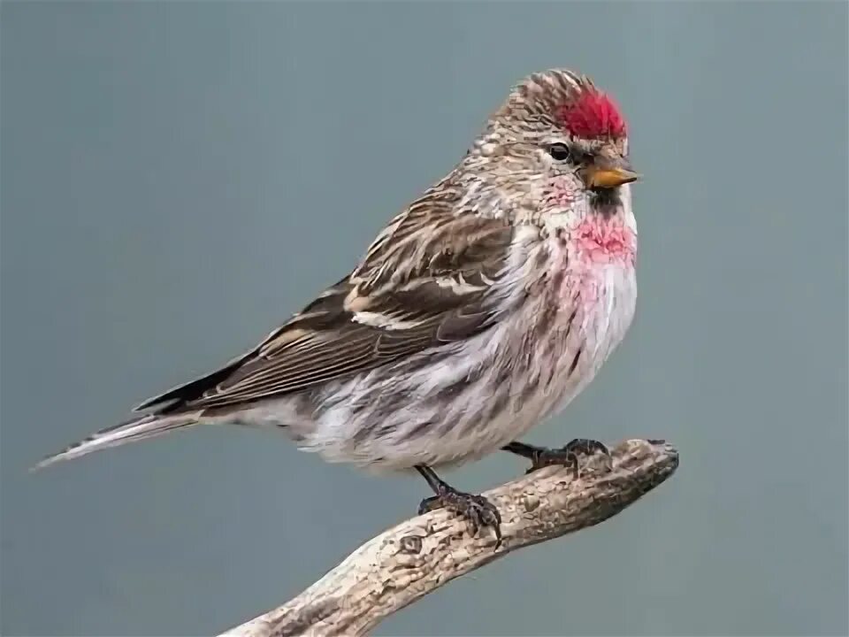 Птица чечетка фото и описание REDPOLL Bird, Cute birds, Birds