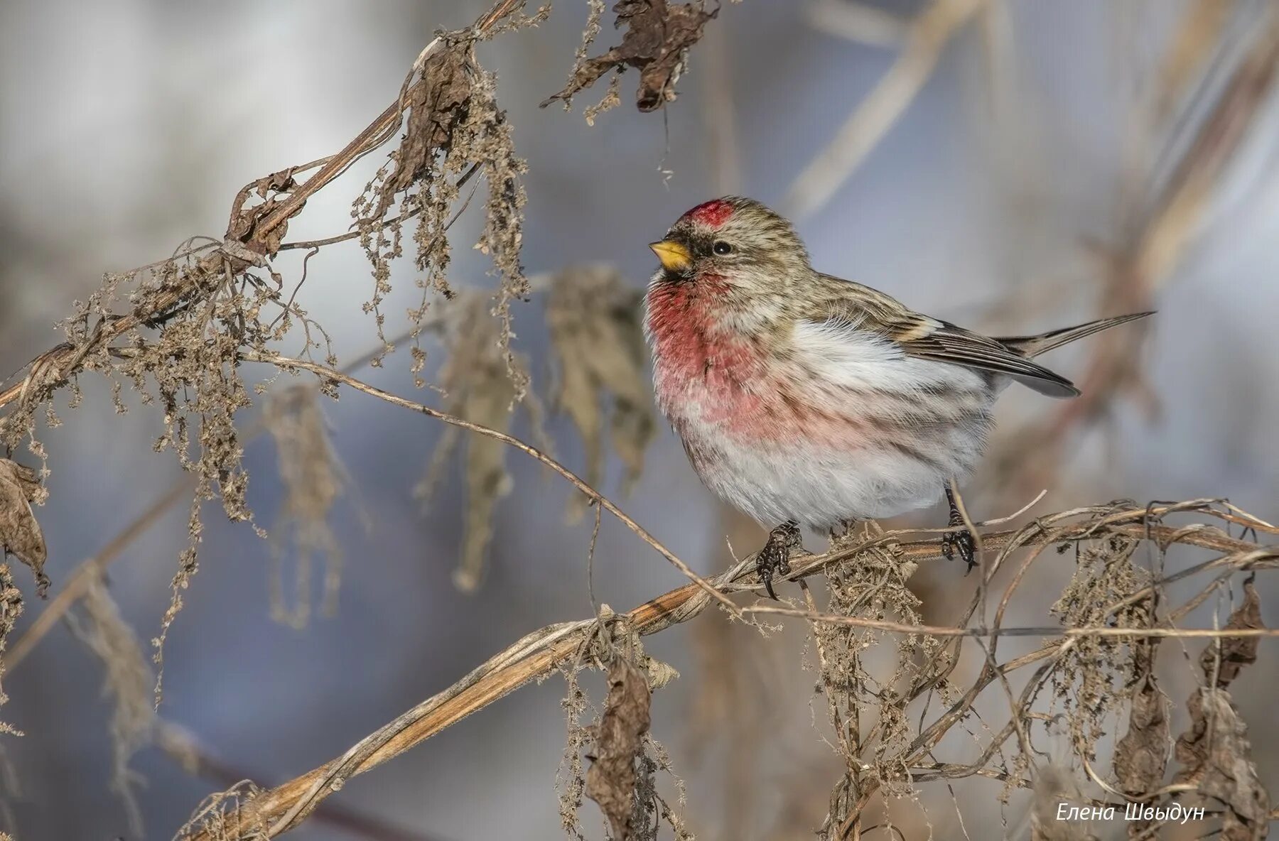 Птица чечетка фото и описание Common redpoll. Фотограф Елена Швыдун