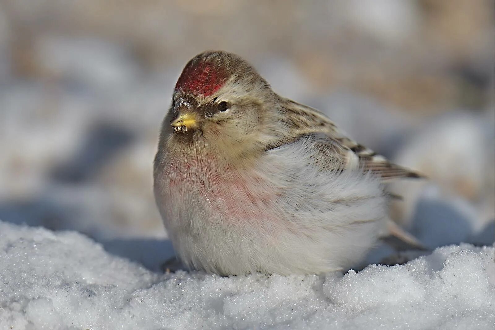 Птица чечетка фото и описание Common Redpoll (Acanthis flammea). Birds of Siberia.