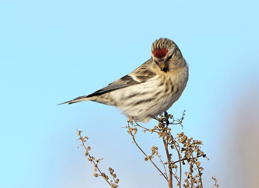 Птица чечетка фото и описание Common Redpoll (Acanthis flammea). Birds of Siberia.