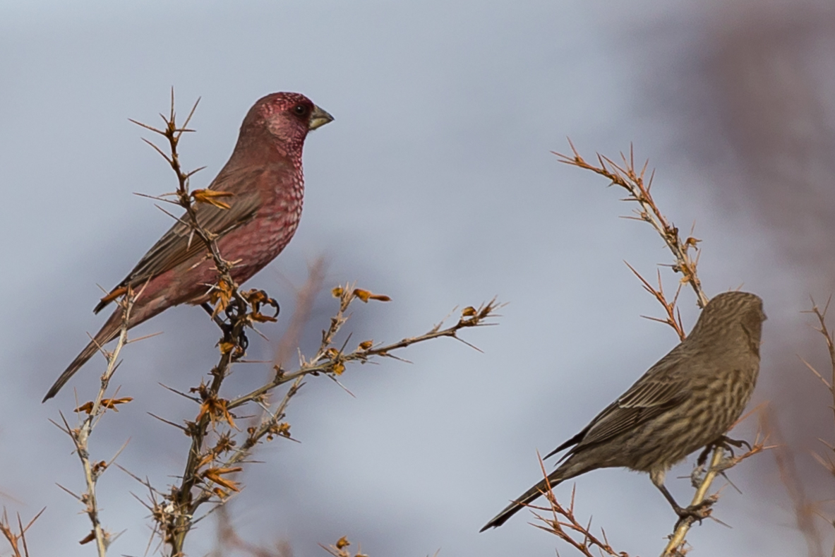 Птица чечевица фото Большая чечевица (Carpodacus rubicilla). Птицы Сибири.