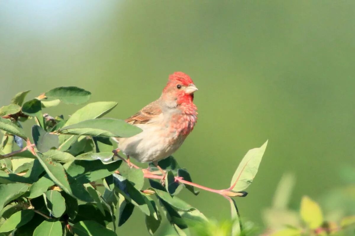 Птица чечевица фото Обыкновенная чечевица (Carpodacus erythrinus). Птицы Сибири.