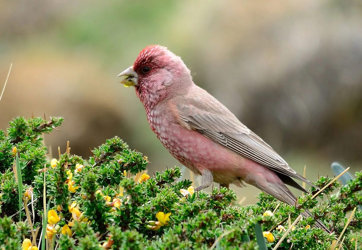 Птица чечевица фото Carpodacus rubicilla - Wikipedia