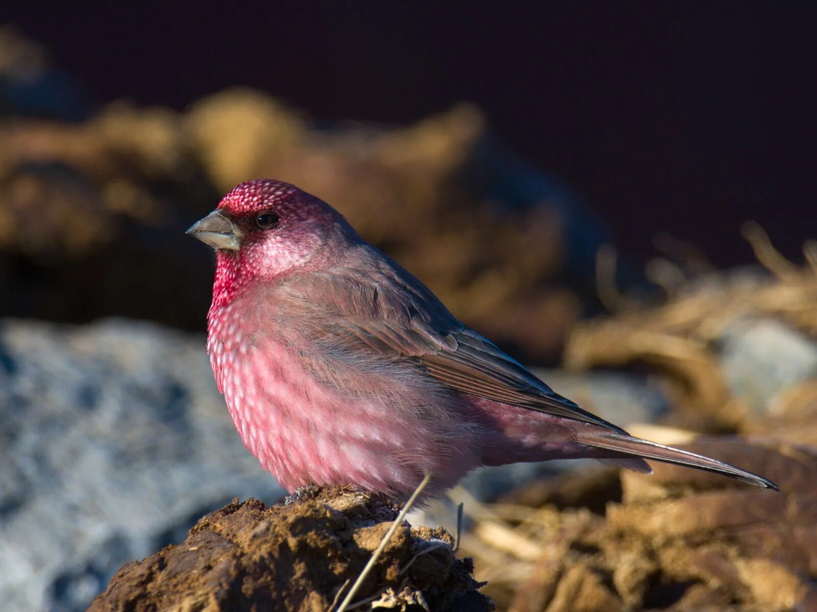 Птица чечевица фото Great Rosefinch (Carpodacus rubicilla). Birds of Siberia.