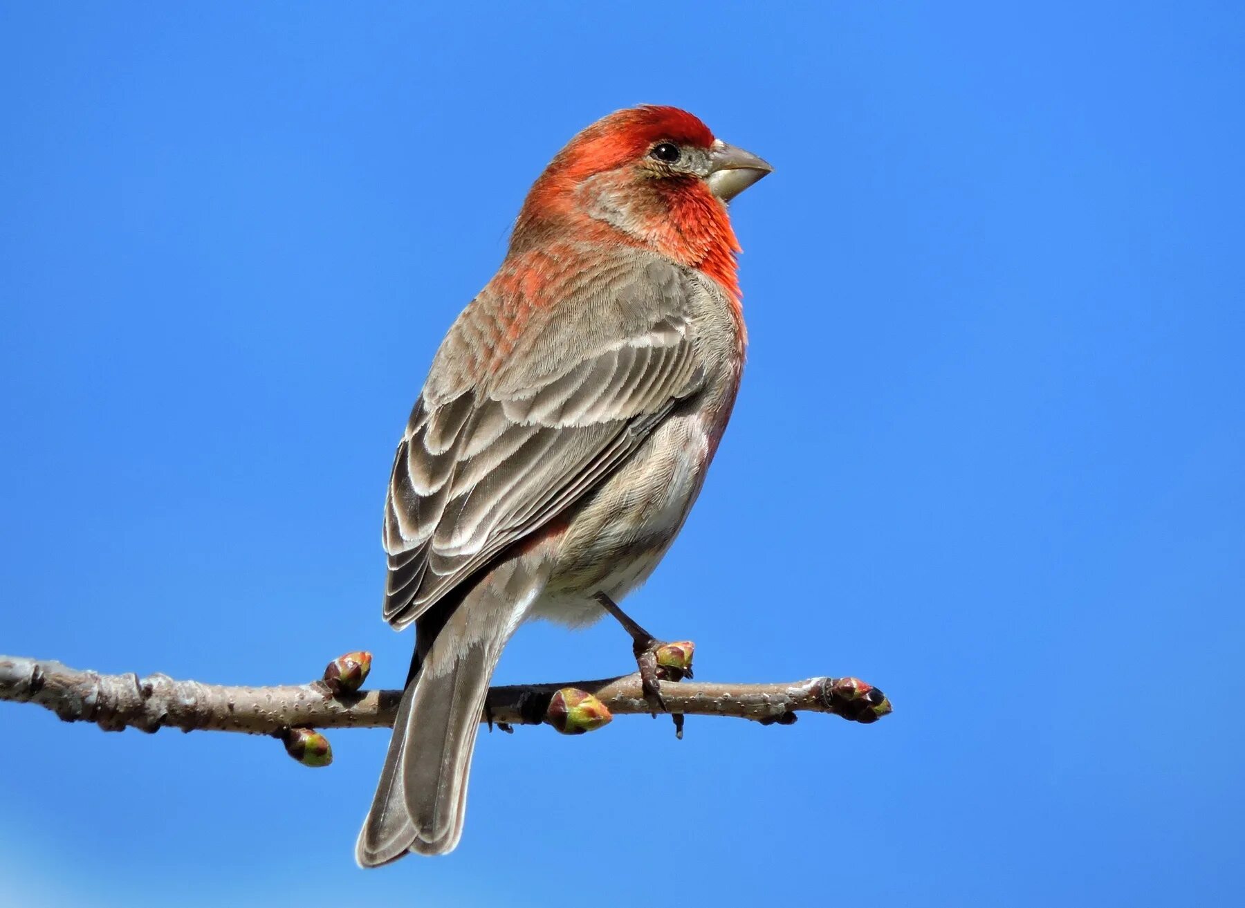 Птица чечевица фото Фотография Мексиканская чечевица (House finch) Самец. из раздела фотоохота #6910