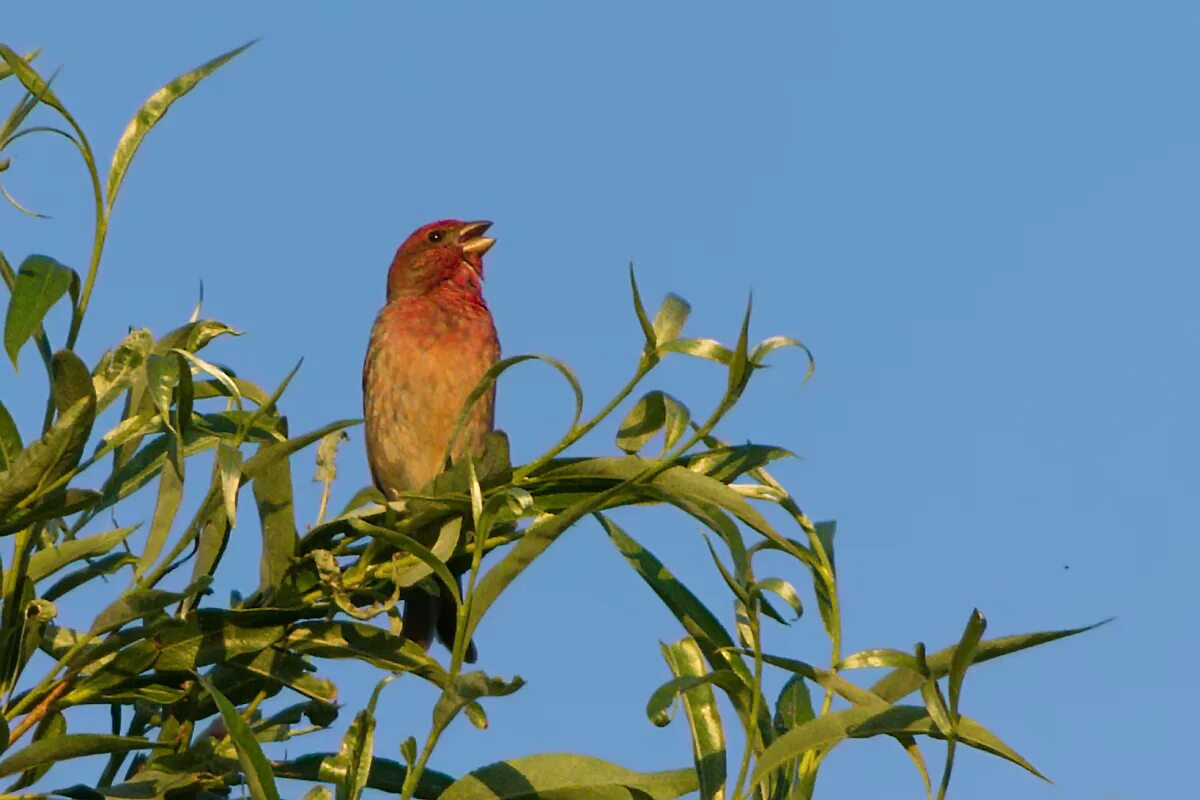 Птица чечевица фото Common Rosefinch (Carpodacus erythrinus). Birds of Siberia.