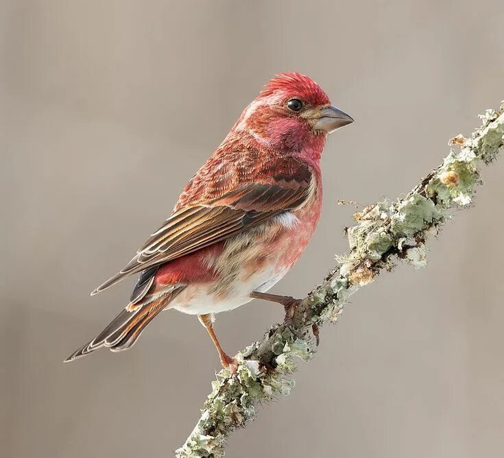 Птица чечевица фото Purple finch male - Пурпурная чечевица