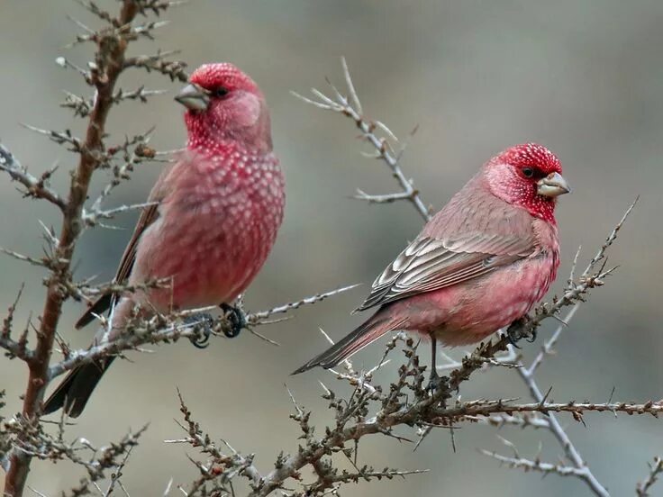 Птица чечевица фото Great RoseFinch (Carpodacus rubicilla) by Imran_Shah - Pakistan Pretty birds, Na