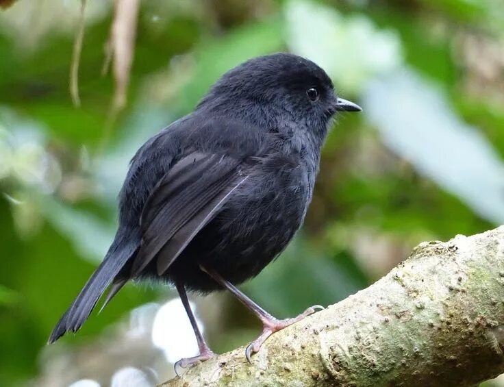 Птица черного цвета фото Black Robin Pet birds, Beautiful birds, Chatham islands