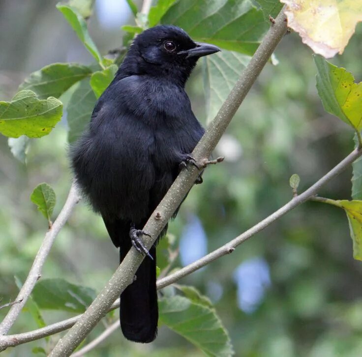 Птица черного цвета фото Black Cuckoo (Cuculus clamosus) by Sergei Golyshev