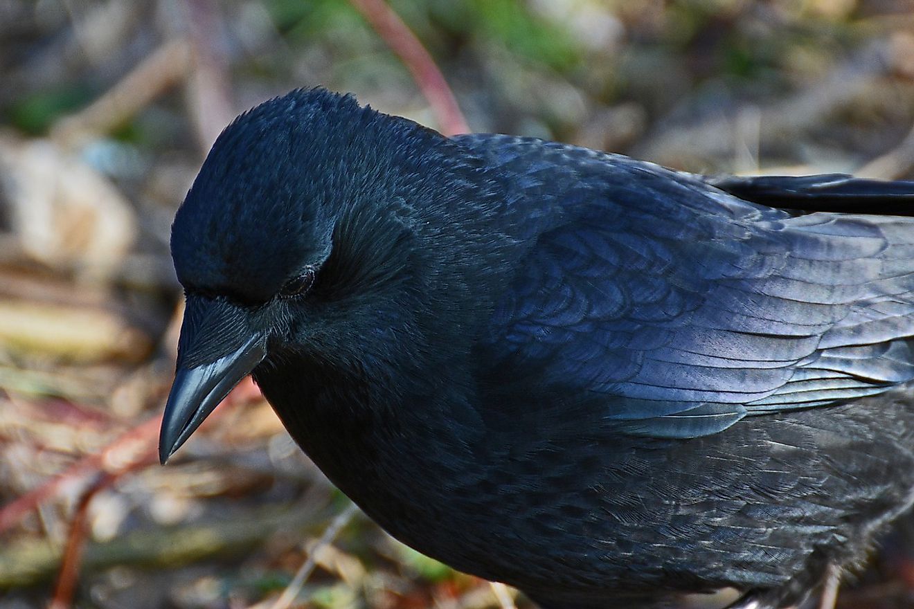 Птица черного цвета фото Common Raven Facts: Animals of Europe - WorldAtlas