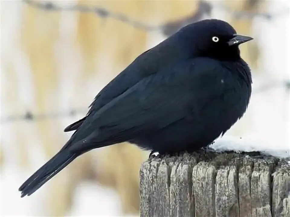 Птица черного цвета фото The Brewer's #Blackbird Adult male is similar to European #Starling. #wildlife #