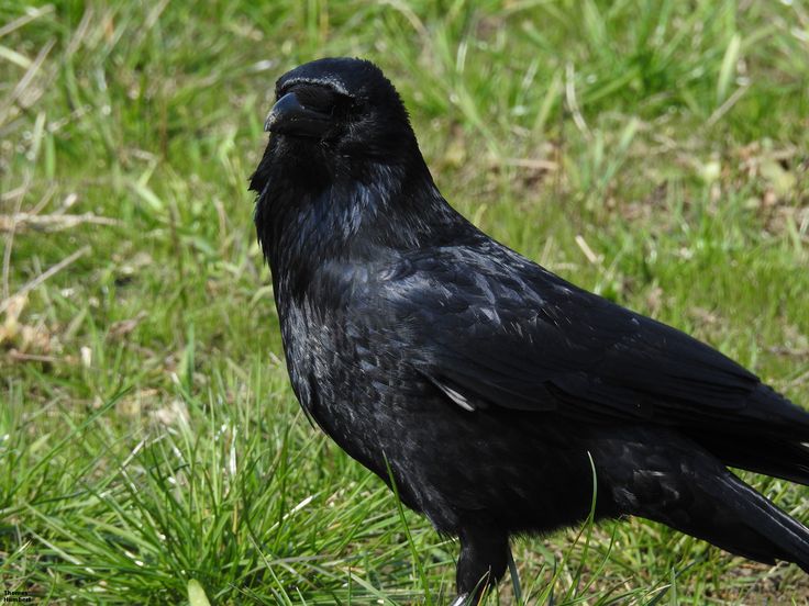 Птица черного цвета фото Corneille noire - Carrion crow - Corvus corone (Roméo) by Thomas Humbert #animal