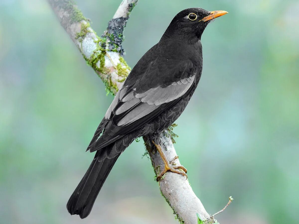 Птица черного цвета фото Gray-winged Blackbird - Turdus boulboul