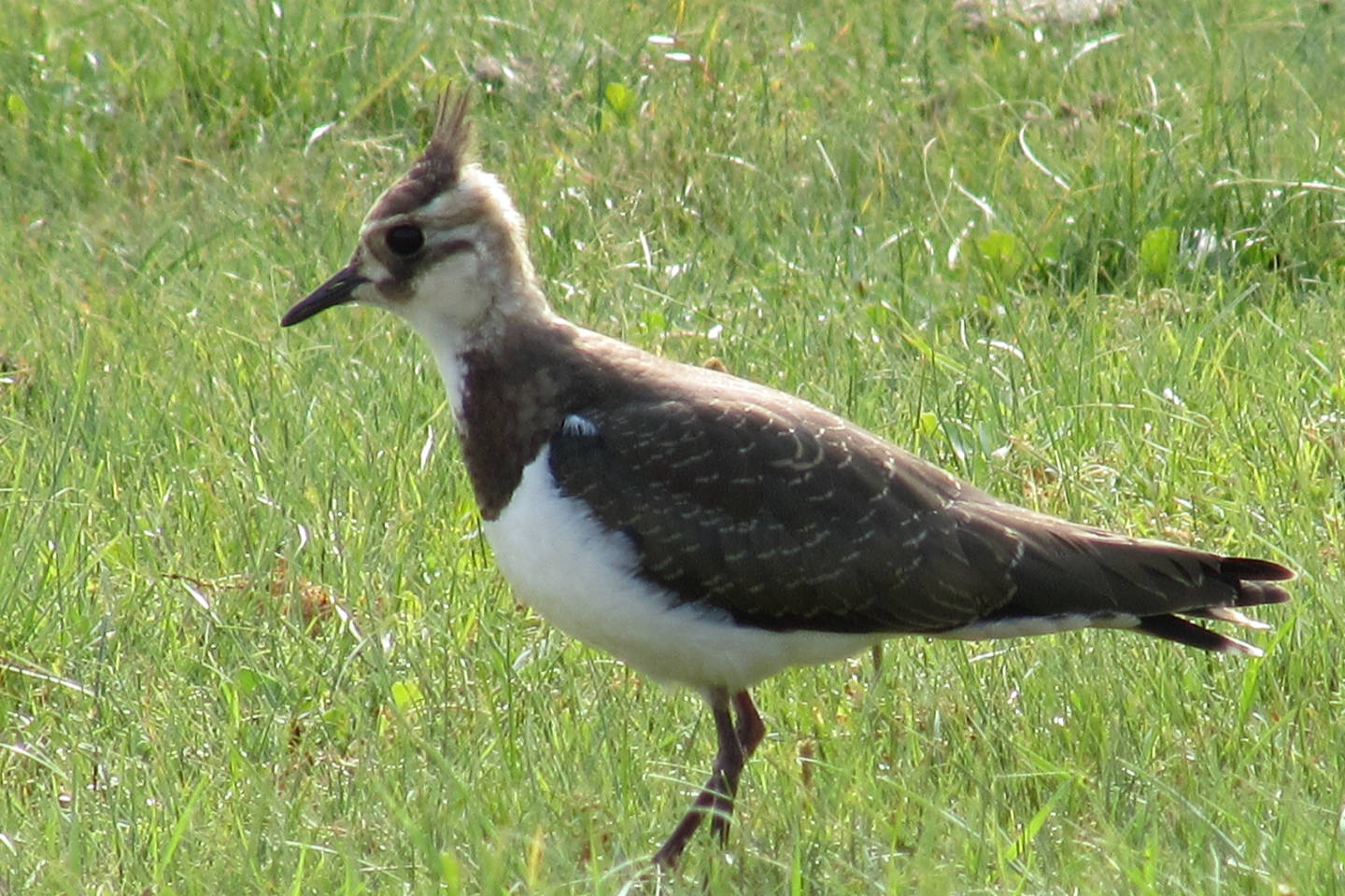 Птица чибис фото и описание Northern Lapwing (Vanellus vanellus). Birds of Siberia.