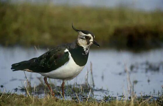 Птица чибис фото и описание BBC Radio Ulster - Your Place and Mine, 05/03/2016, Curlew, lapwing, snipe - wad