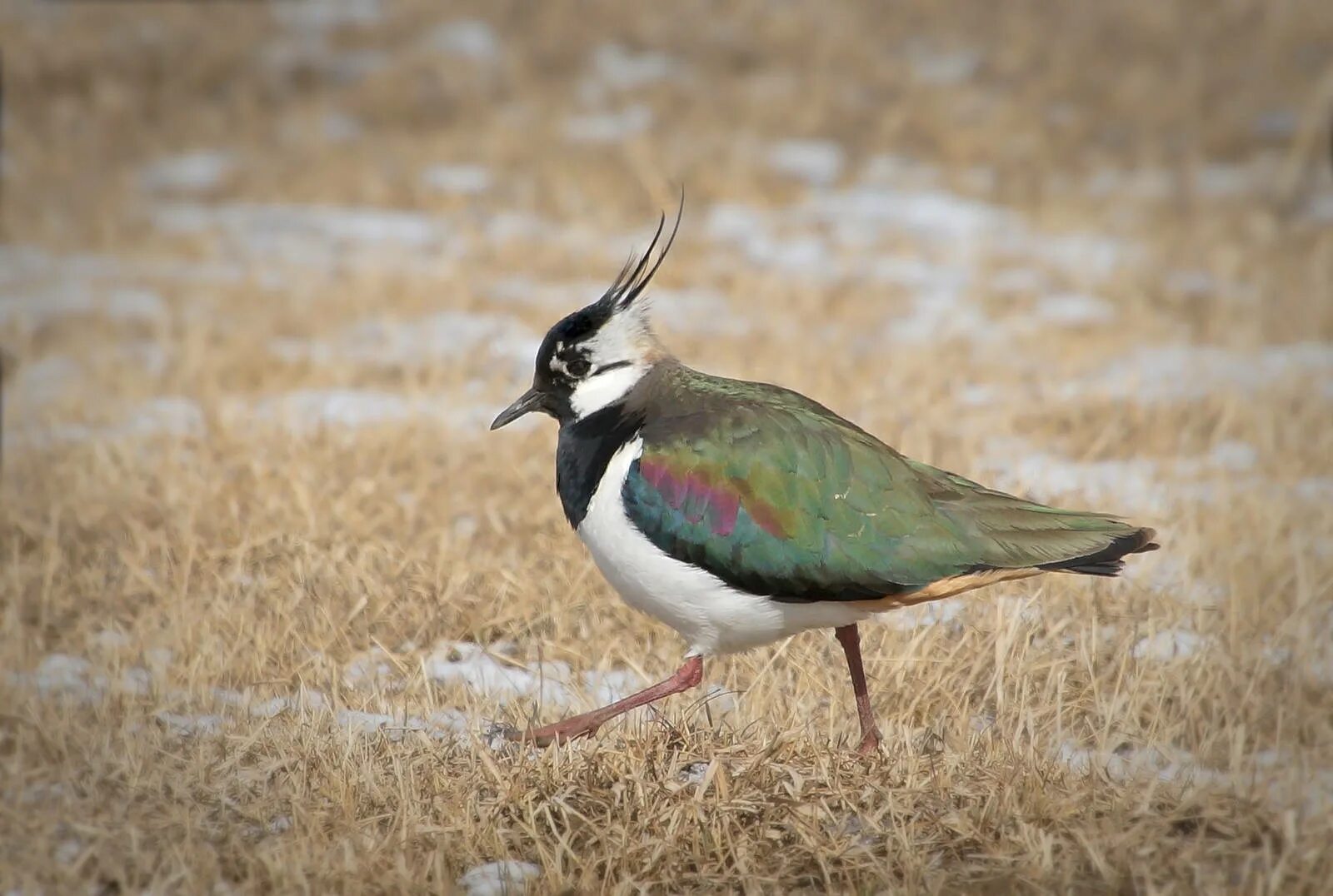 Птица чибис фото и описание Northern Lapwing (Vanellus vanellus). Birds of Siberia.