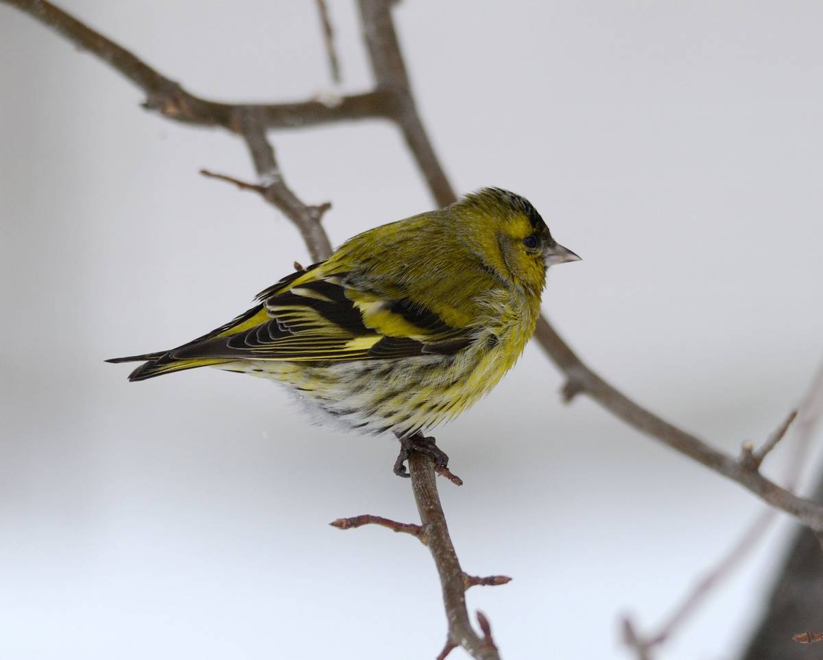 Птица чиж фото и описание Чиж (Carduelis spinus). Птицы Сибири.