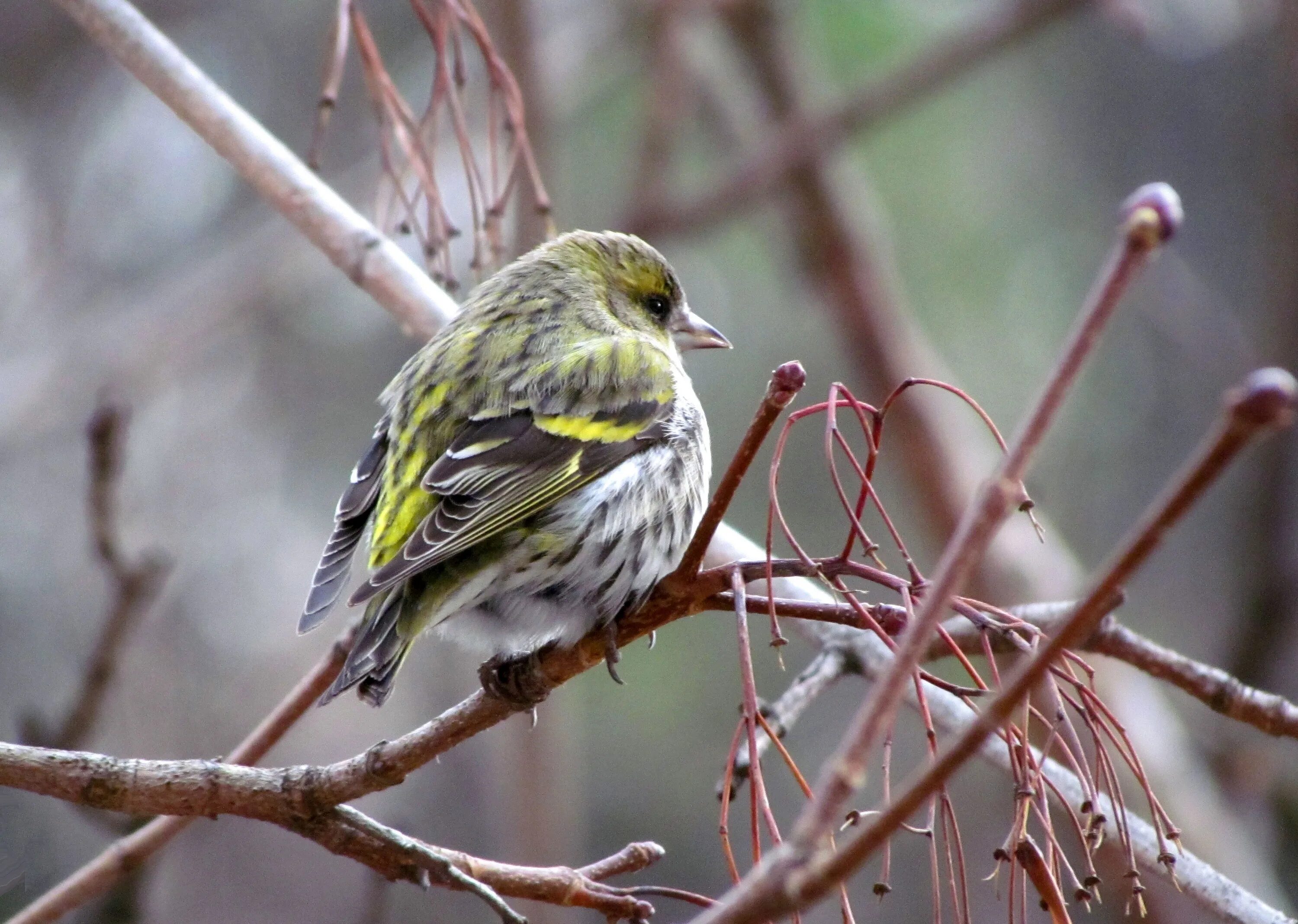 Птица чиж фото самца и самки Eurasian siskin sits on a thin branch free image download