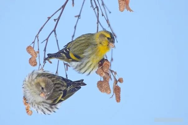 Птица чиж фото самца и самки О главном герое песенки про чижика-пыжика! С наступлением неблагоприятной погоды