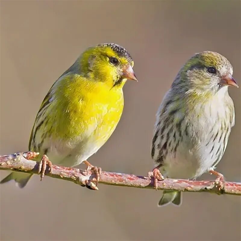 Птица чиж фото самца и самки Чиж птица самец и самка: найдено 86 изображений