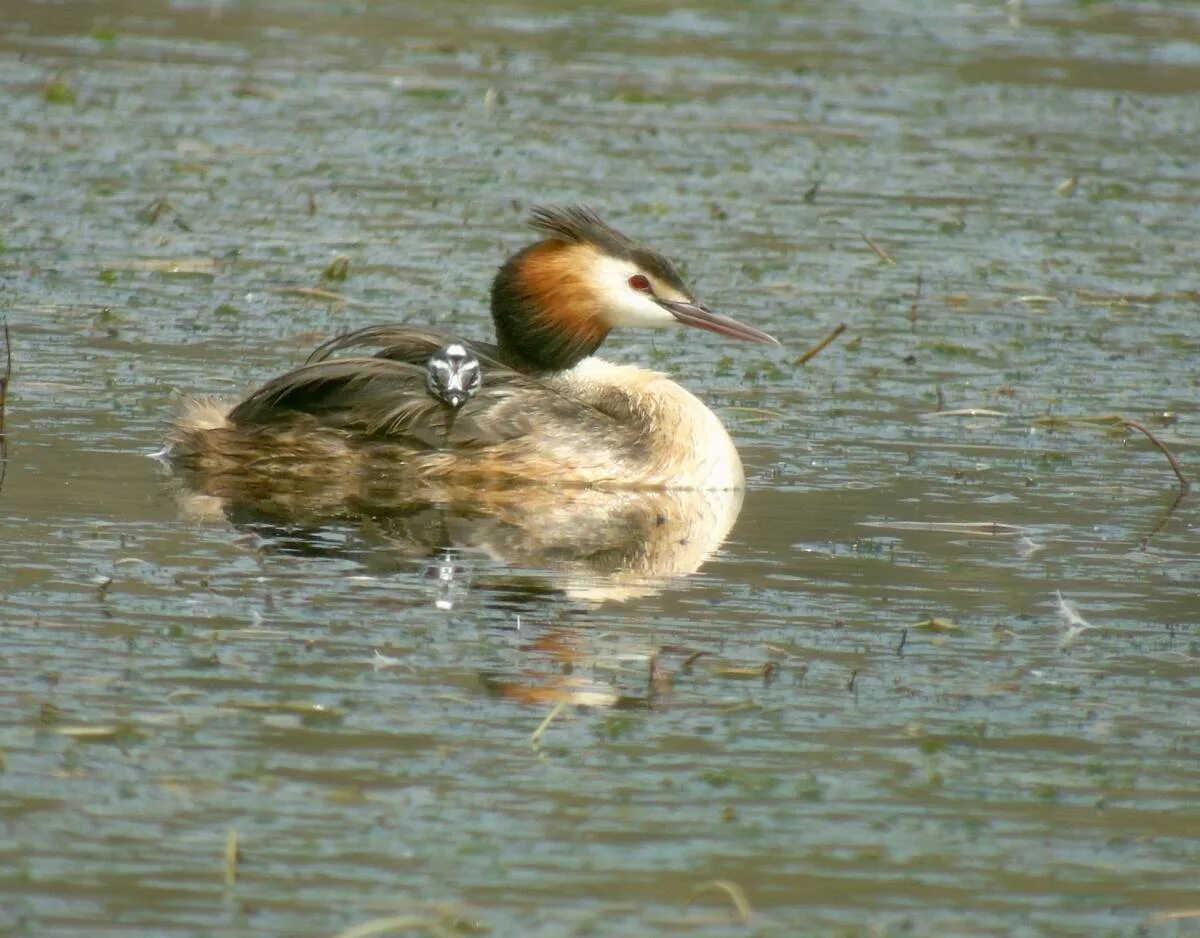 Птица чомга фото и описание Чомга (Podiceps cristatus). Птицы Кыргызстана.