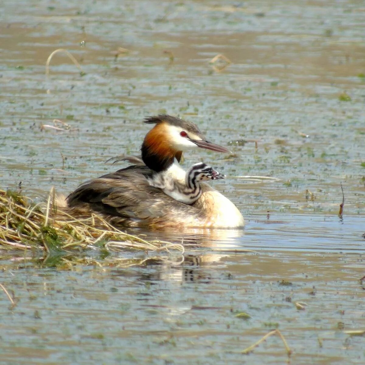 Птица чомга фото и описание Чомга (Podiceps cristatus). Птицы Кыргызстана.