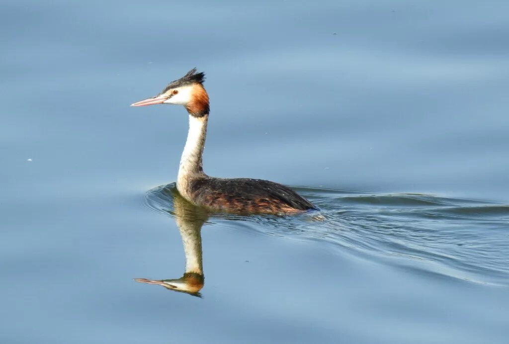 Птица чомга фото и описание Great Crested Grebe (Podiceps cristatus). Birds of Kyrgyzstan.