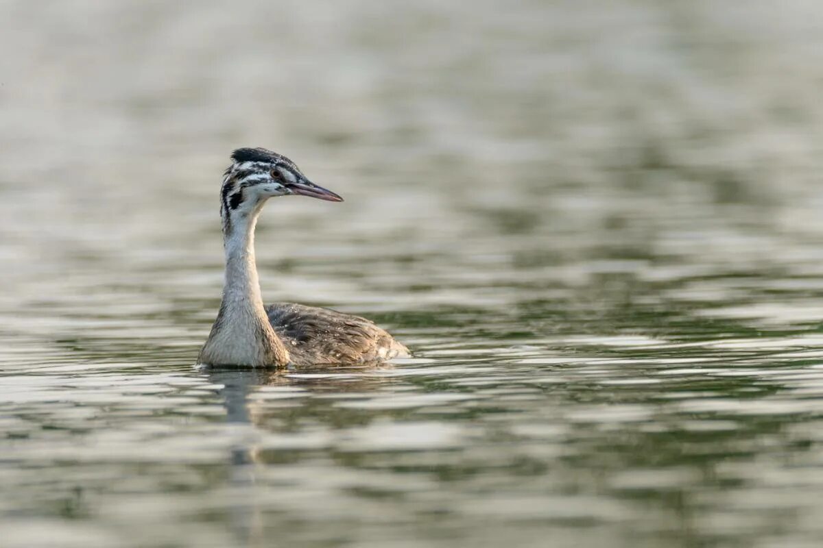 Птица чомга фото и описание Чомга (Podiceps cristatus). Птицы Сибири.